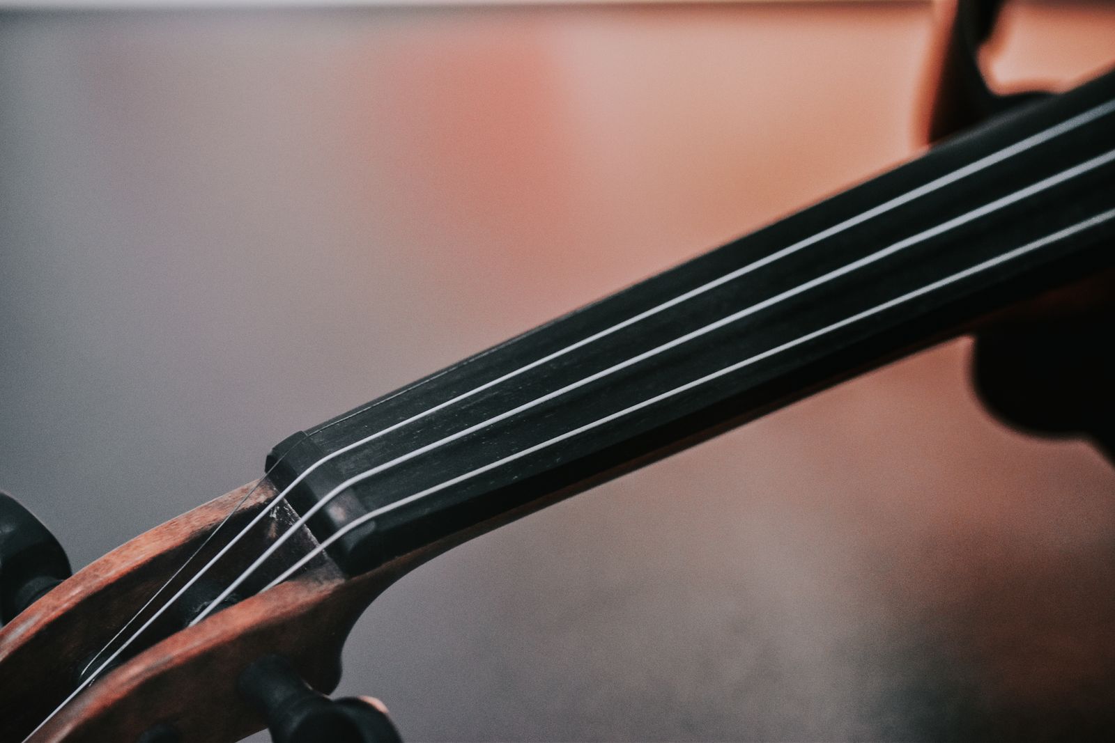 String Instrument Photos, Download The BEST Free String Instrument ...
