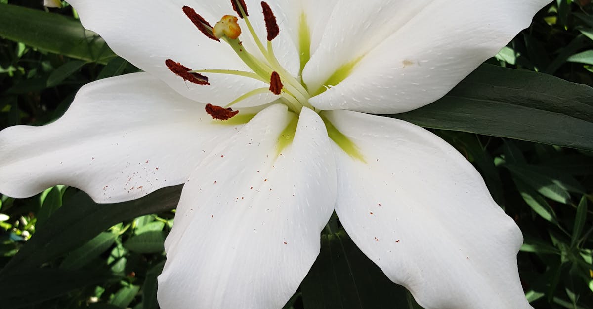 Free stock photo of white lily