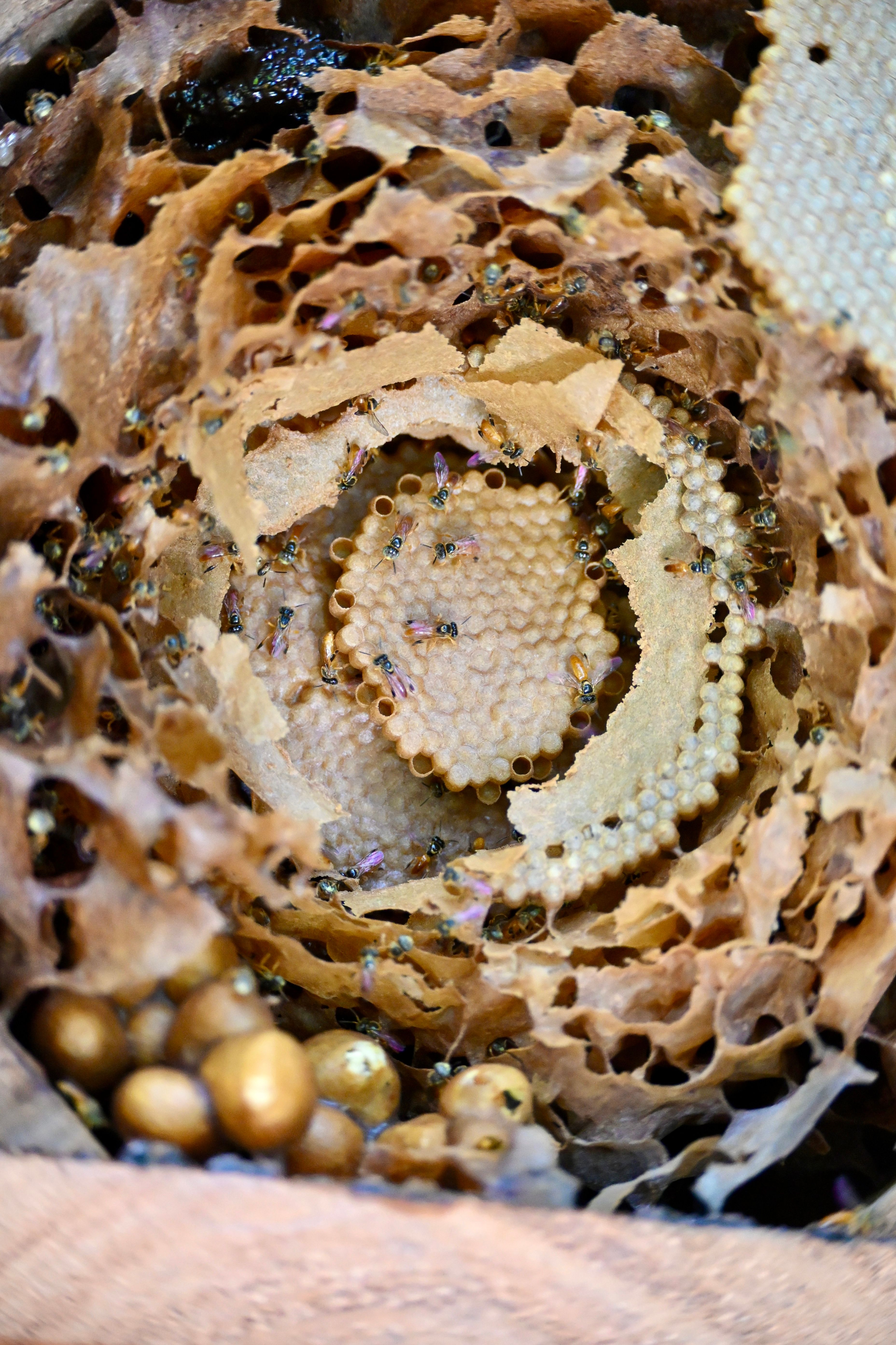 Close-up of Intricate Bee Nest Structure in Costa Rica · Free Stock Photo