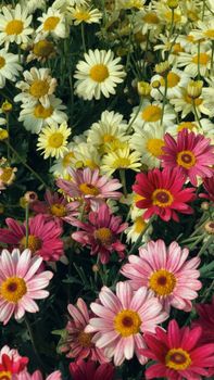 Vibrant pink and yellow daisies in full bloom, showcasing nature's beauty in spring.