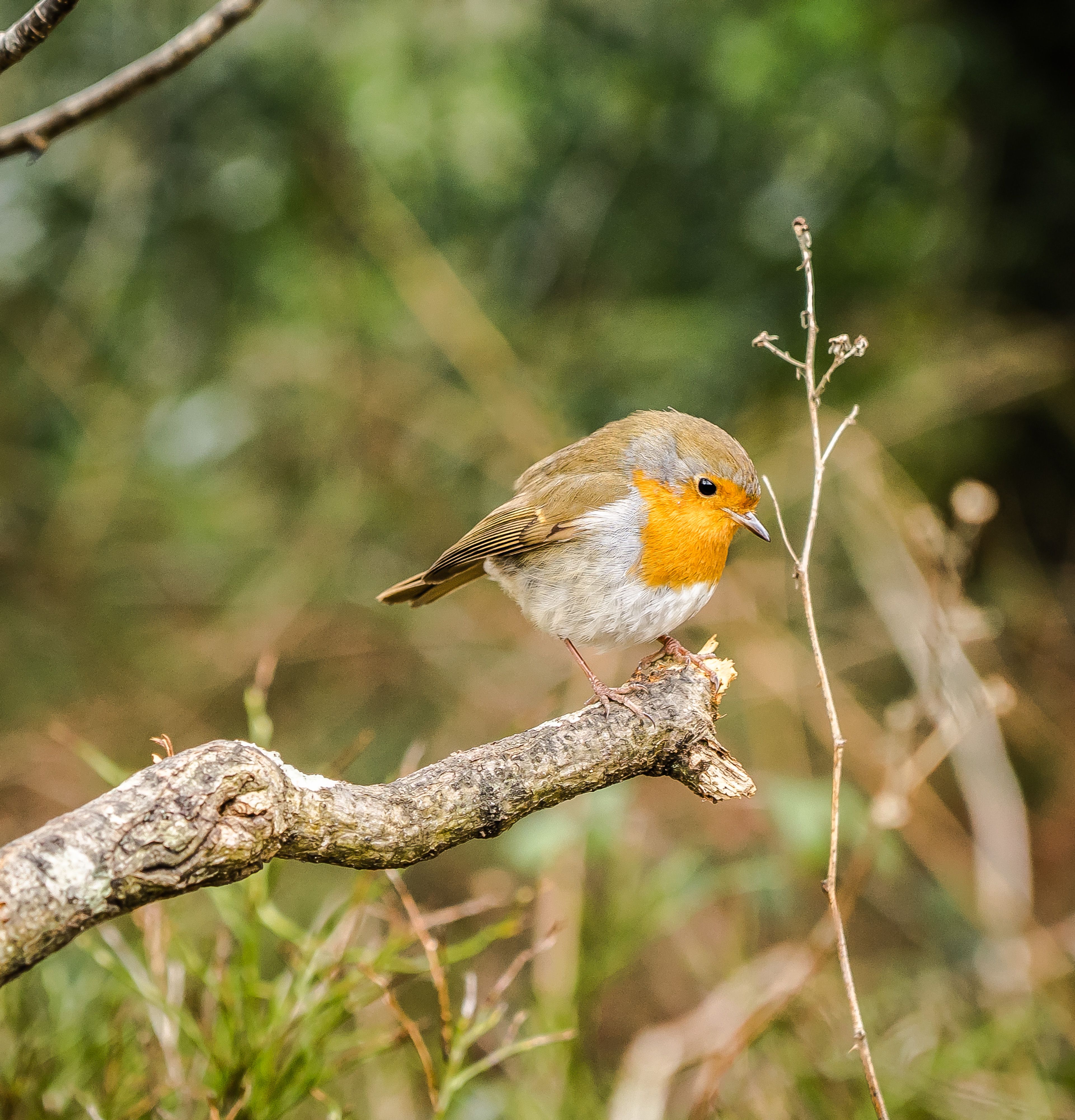 A vivid close-up of a vibrant European Robin perched on a tree branch in a natural setting.