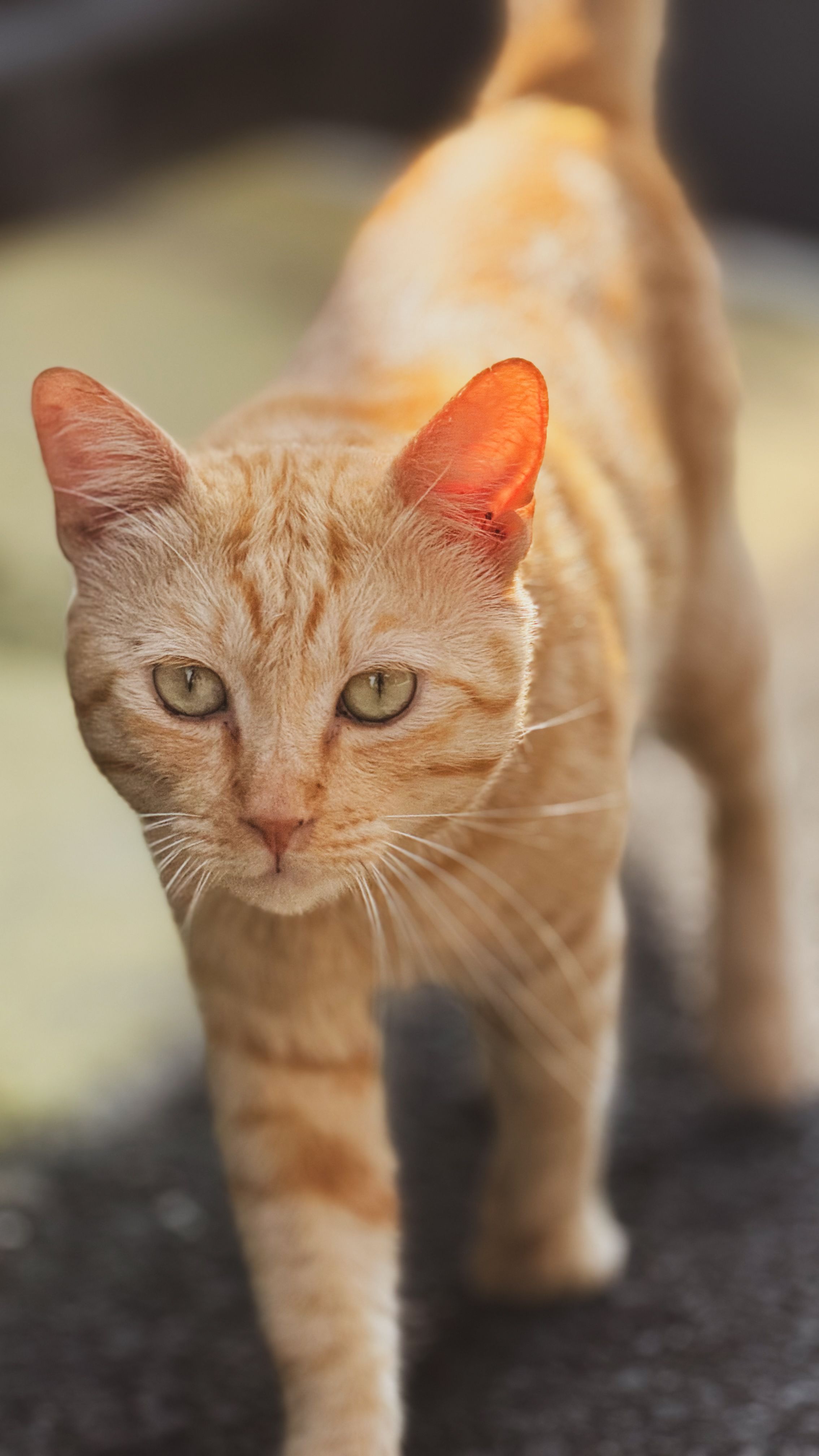 Close-Up of Orange Tabby Cat Outdoors · Free Stock Photo