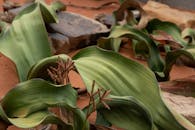 特写镜头展示了开普敦绿叶沙漠植物与岩石地形