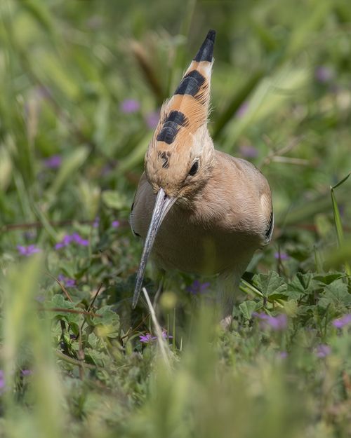 Free Close-up of an Eurasian Hoopoe looking for insects in grassy area with purple wildflowers. Stock Photo