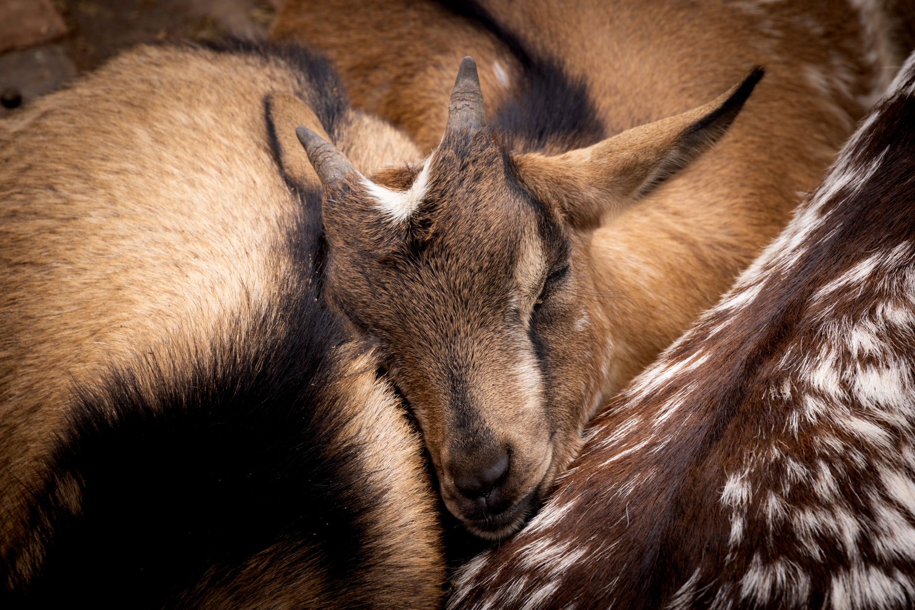 Zoo des Marécottes