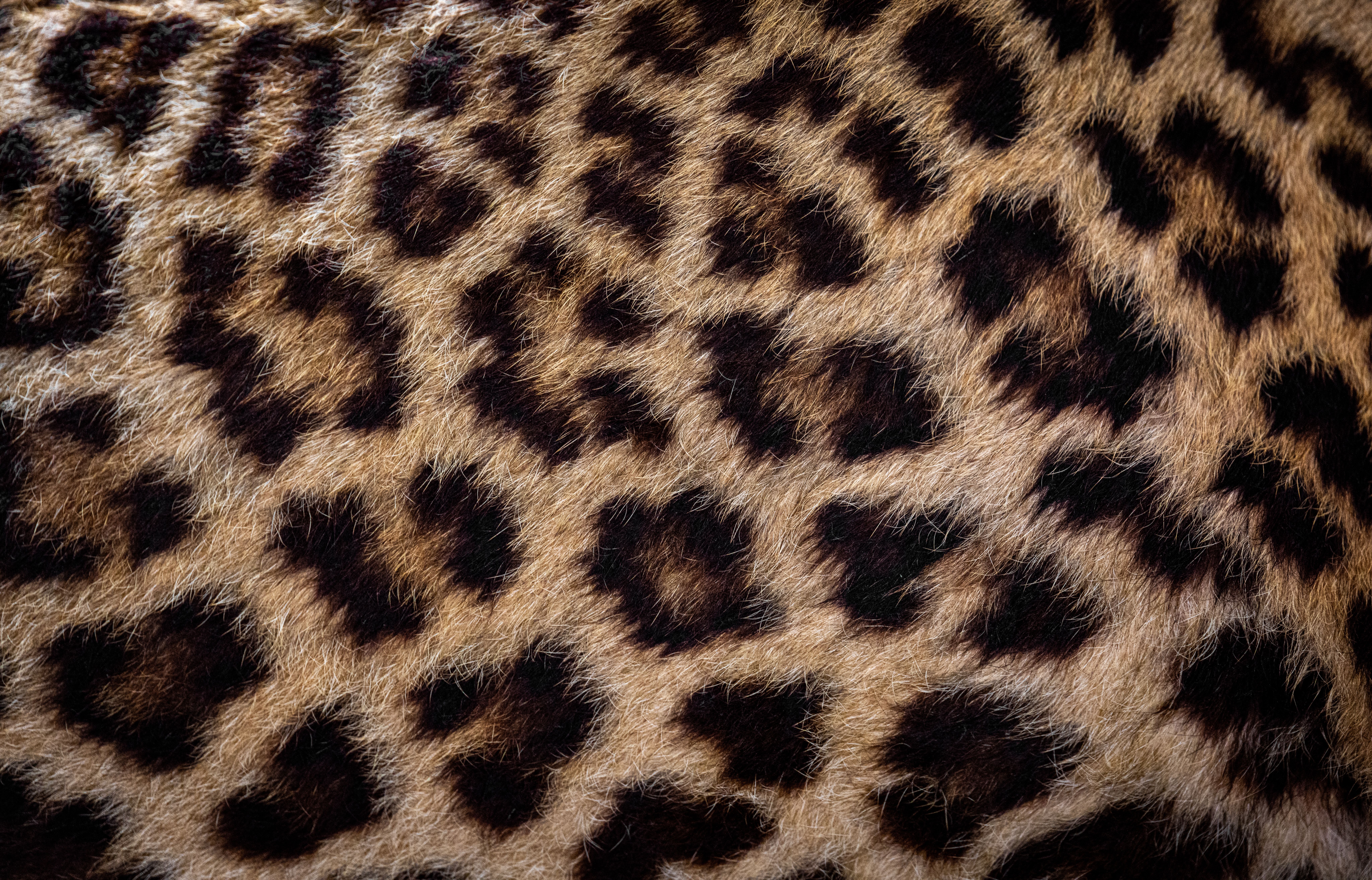 Kussen met kleurrijke luipaardprint op bank.