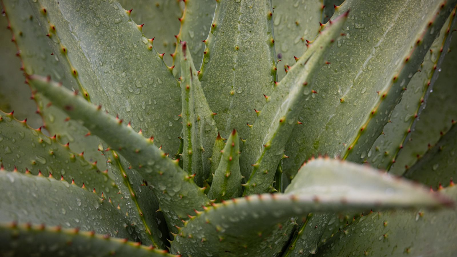 수입 알로에 두 건에서 알로인이 높게 검출됐어요