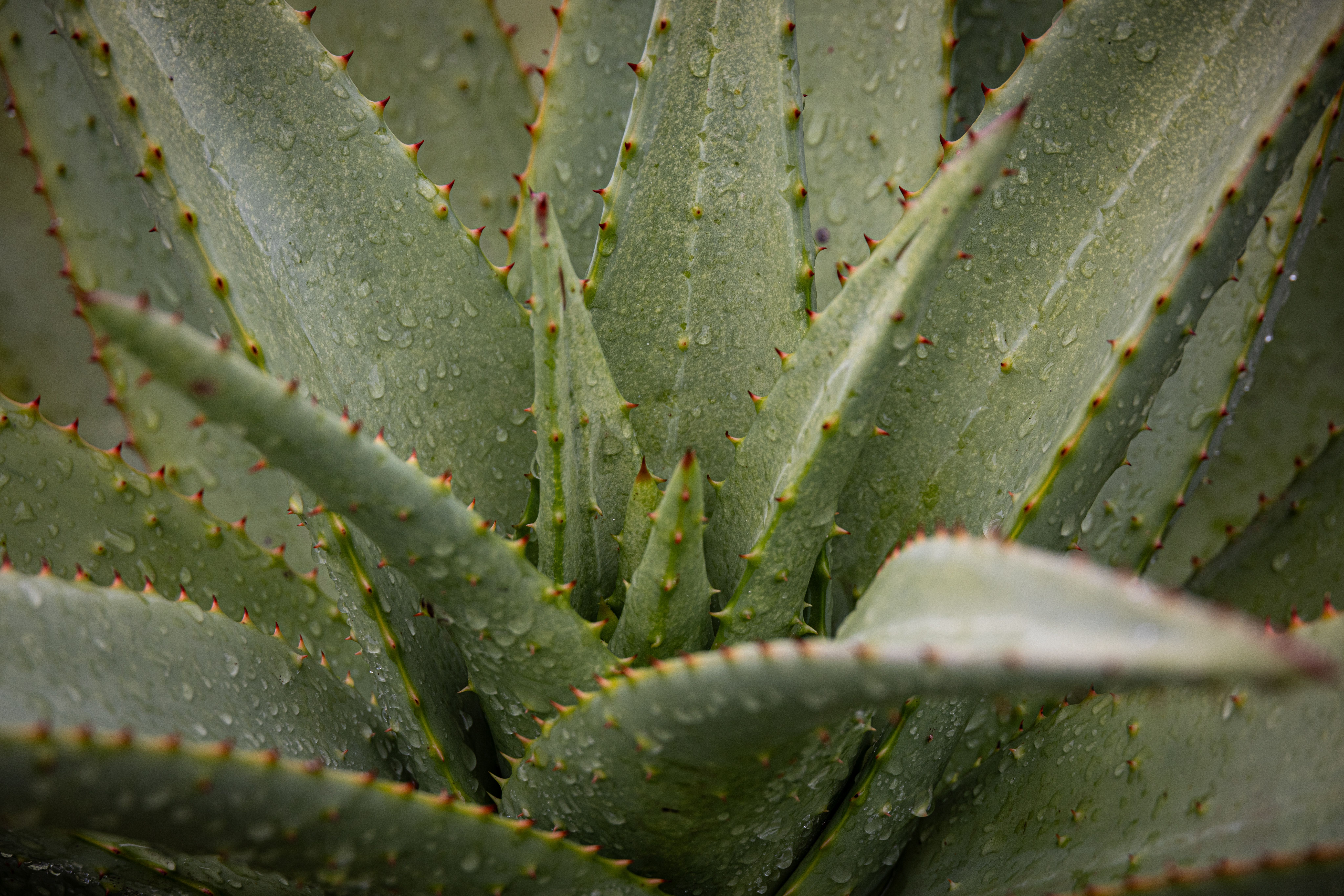 sunscreen aloe vera Aloe Vera After Sun Gel 6oz
