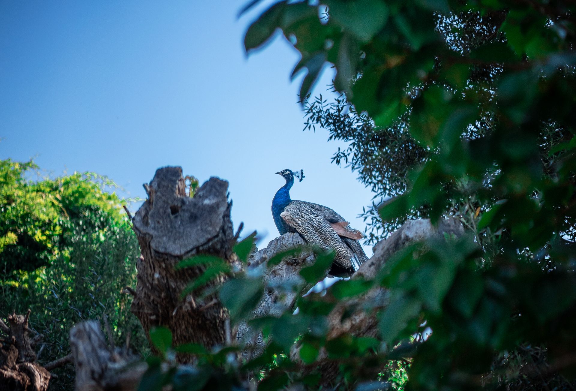 Peacock Sitting on Dried Tree