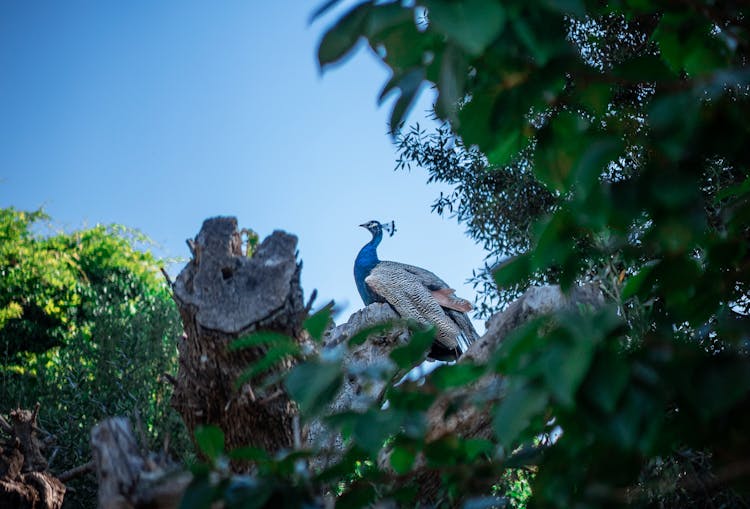 Peacock Sitting On Dried Tree