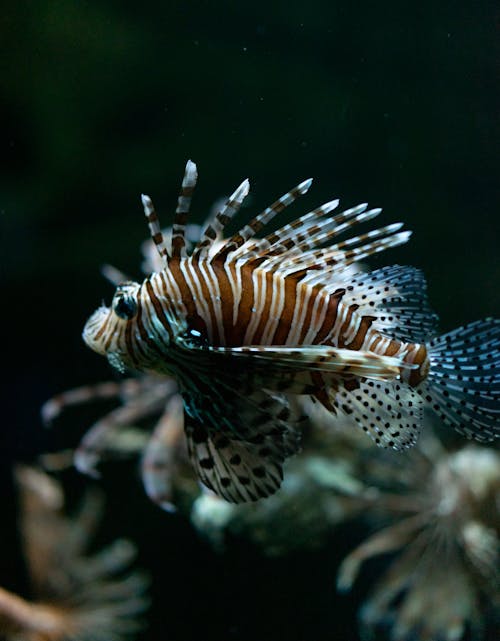 Poisson Brun Et Blanc Dans L'eau