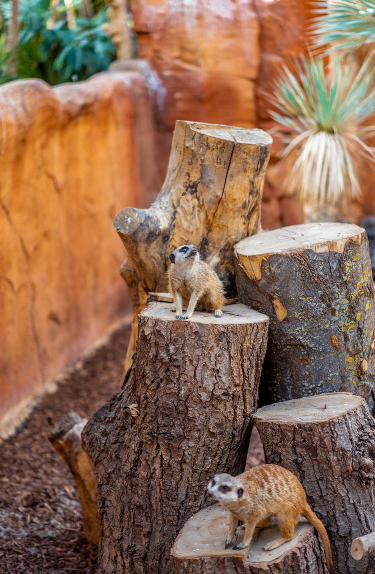 Suricate Resting On Tree Stumps