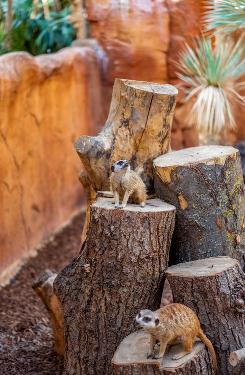 Free Two meerkats perched on tree stumps in a natural zoo setting in Belgium. Stock Photo