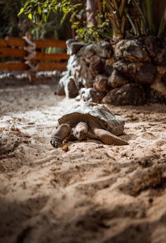 A turtle relaxes on sandy ground surrounded by rocks and tropical foliage outdoors.