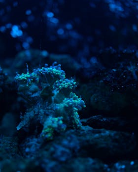 在黑暗的水下环境中，色彩缤纷的珊瑚生动特写，捕捉海洋之美