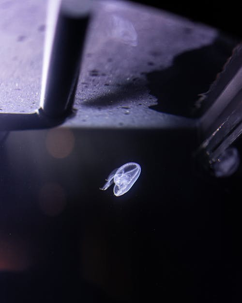 Jelly Fish on Dark Background