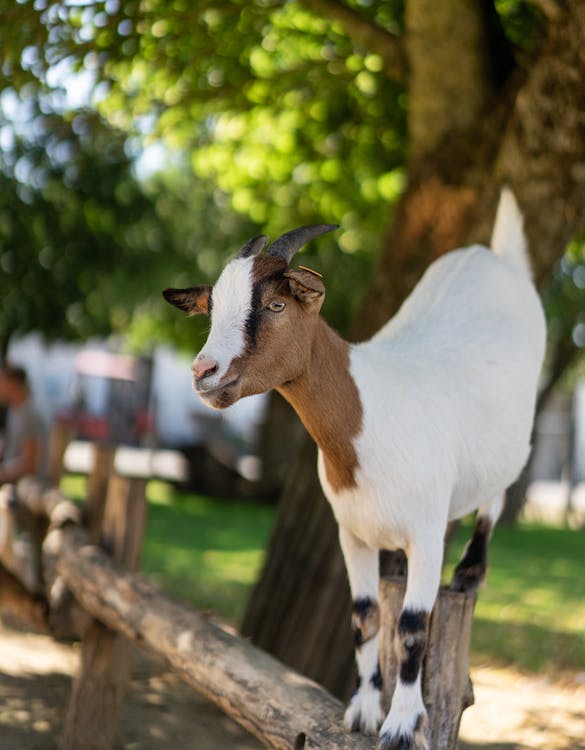 Free White and Brown Goat on Brown Wooden Fence Stock Photo