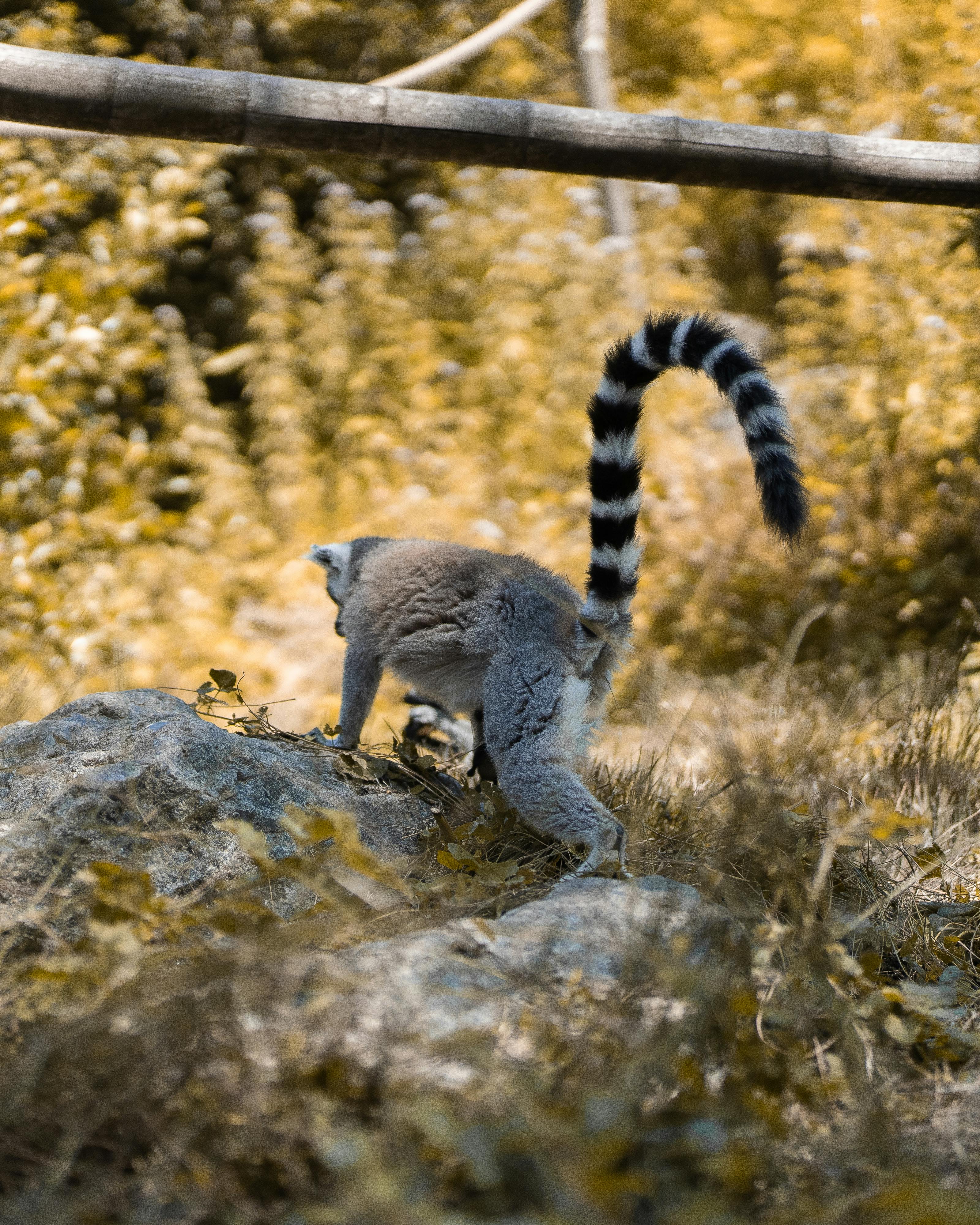 Gray and Black Animal on Gray Rock · Free Stock Photo