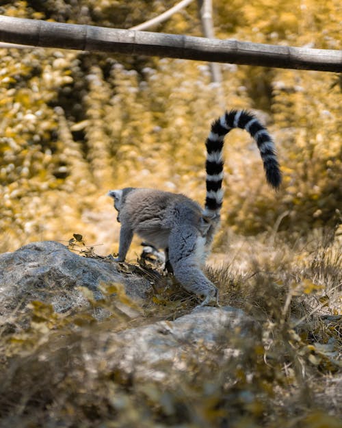 Lemur Walking on Top of Rocks