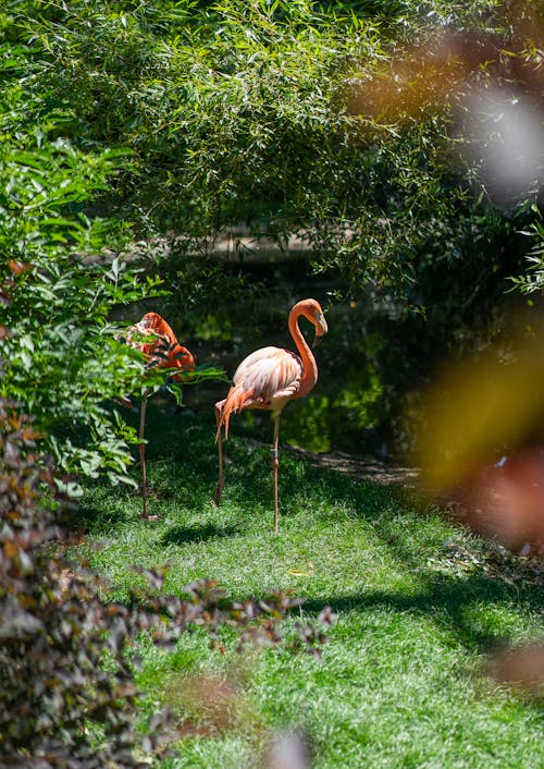 Ilmainen kuvapankkikuva tunnisteilla eläinkuvaus, flamingo, flamingot Kuvapankkikuva