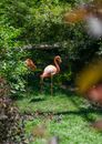 Pink Flamingo on Green Grass Field