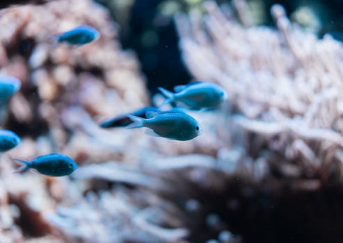 水族馆的特写镜头捕捉了充满活力的鱼类，以令人惊叹的细节展示了海洋生物