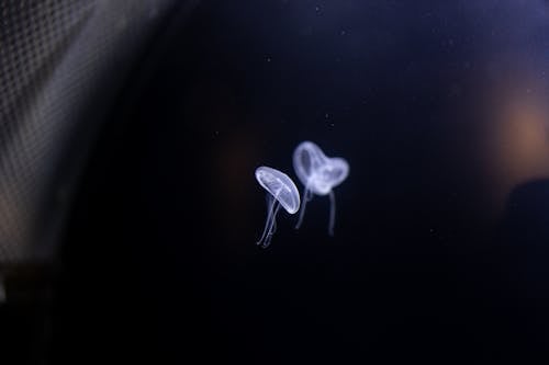 Free Jelly Fish on Dark Background Stock Photo