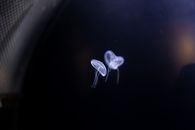 在幽暗的水下环境中，两只空灵的水母优雅地漂浮着，展现出海洋之美