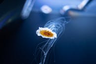 特写镜头令人着迷，展示了一只水母在宁静的水下环境中优雅地漂浮