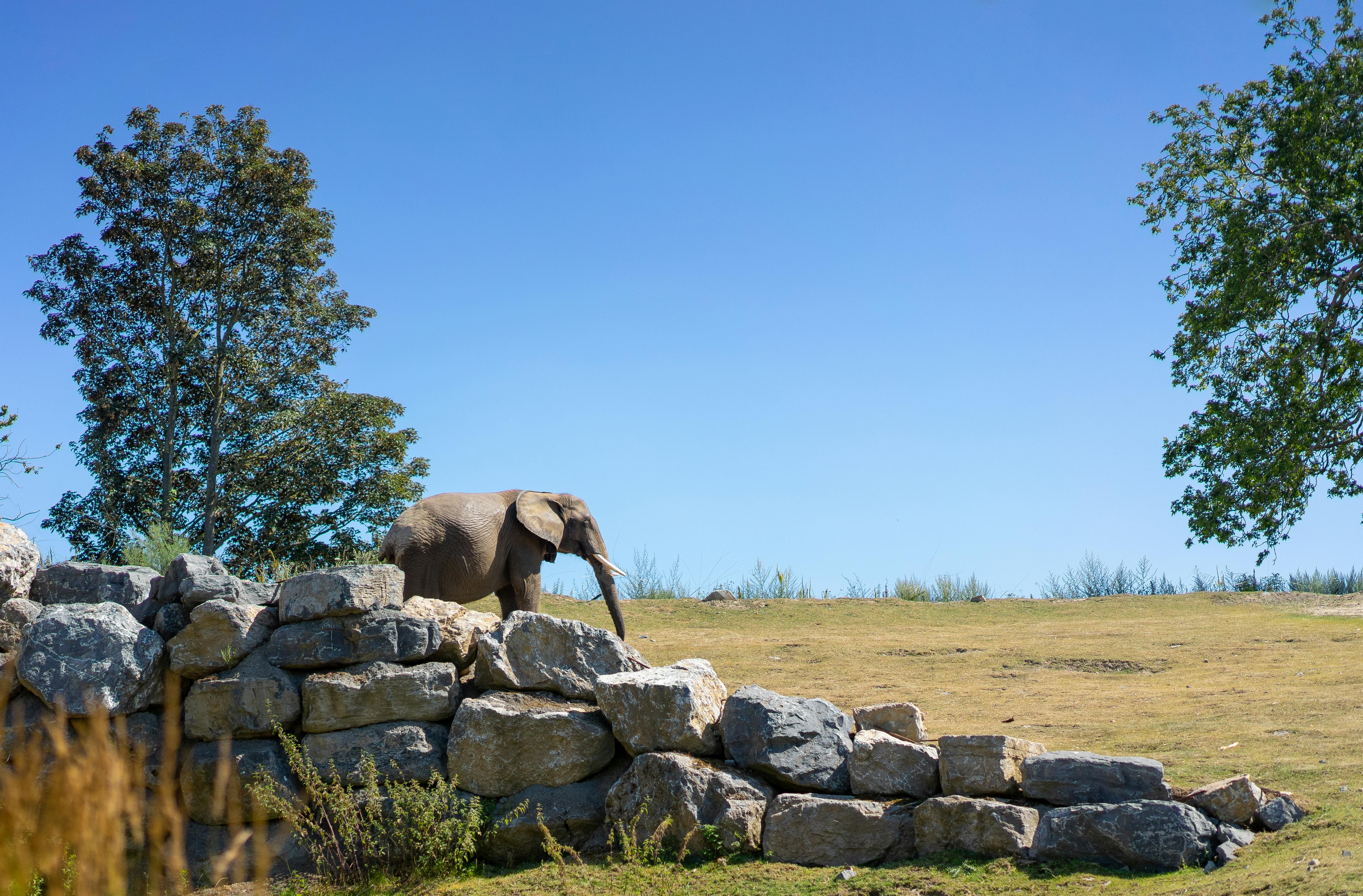 brown elephant on green grass field