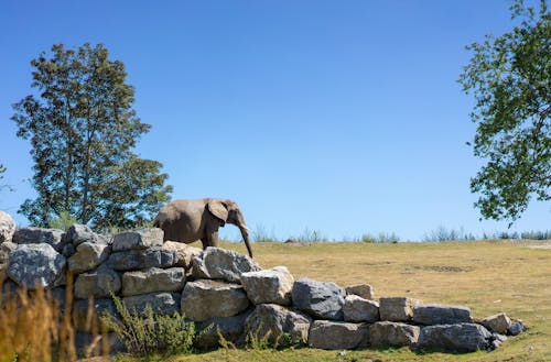 绿草地上的棕色大象