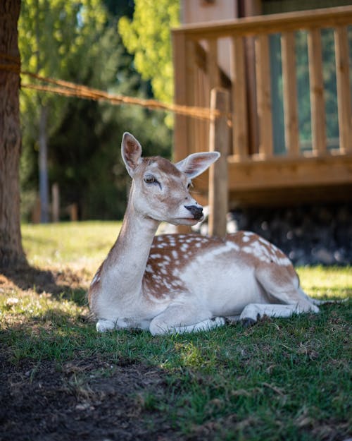 Beautiful cute little fawn with typical spotted back lying on grassy lawn in sunny courtyard in countryside