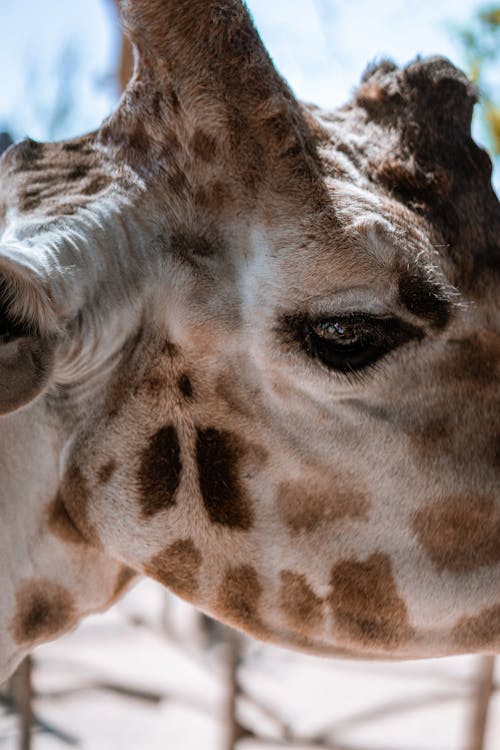 бесплатная коричнево белая голова жирафа Стоковое фото