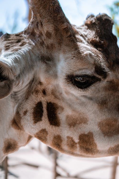 Brown and White Giraffe Head