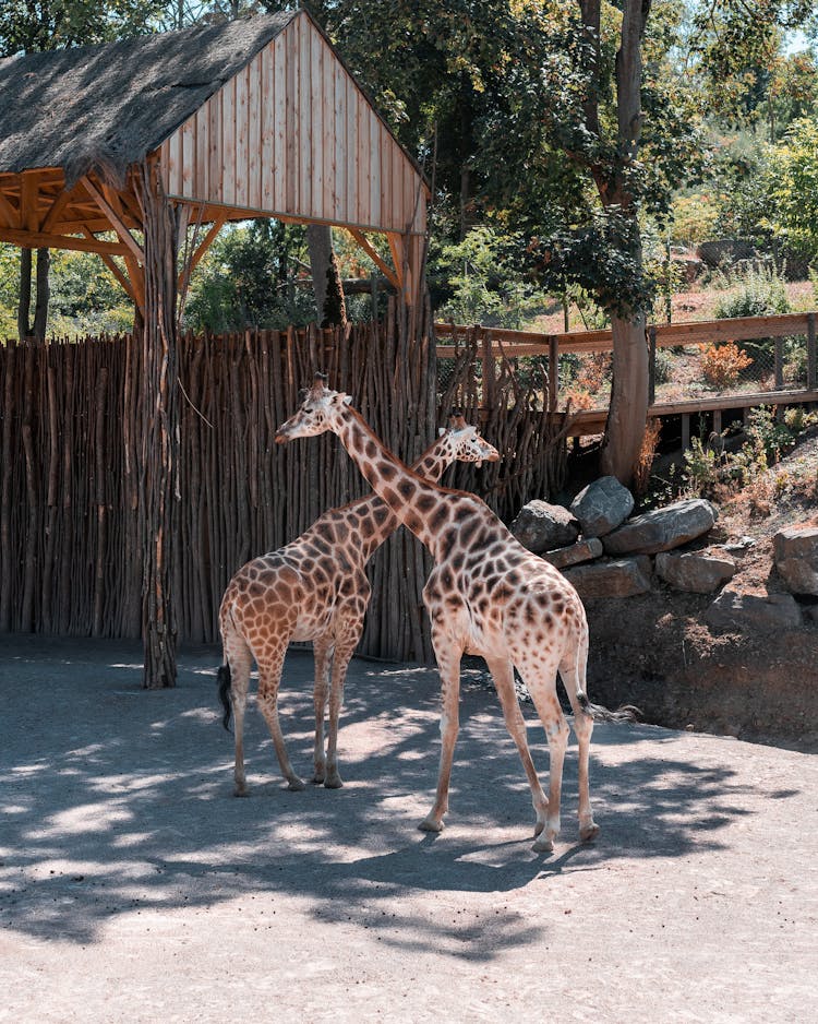 Brown Giraffes Standing On Brown Soil