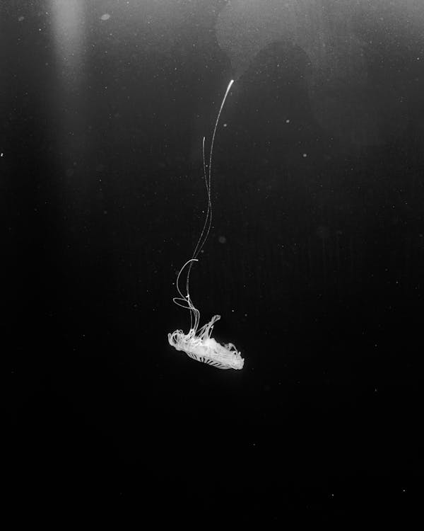 Monochrome Photo of Jellyfish Underwater