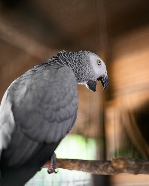 A Gray Parrot Perched on a Twig Tree