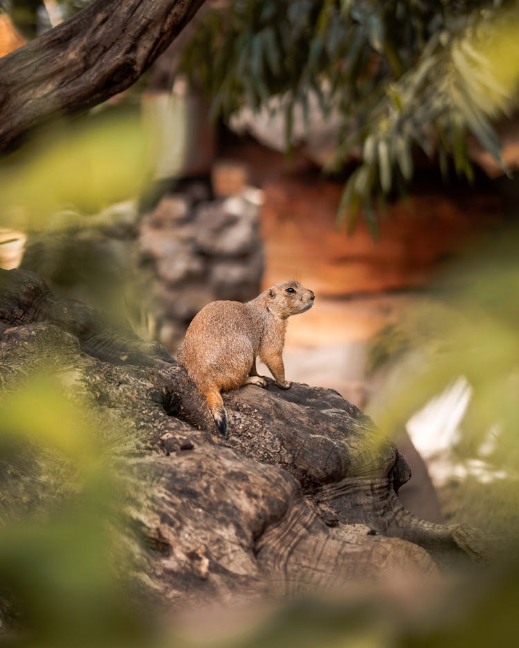 Little Mongoose Sitting On Trunk In Forest