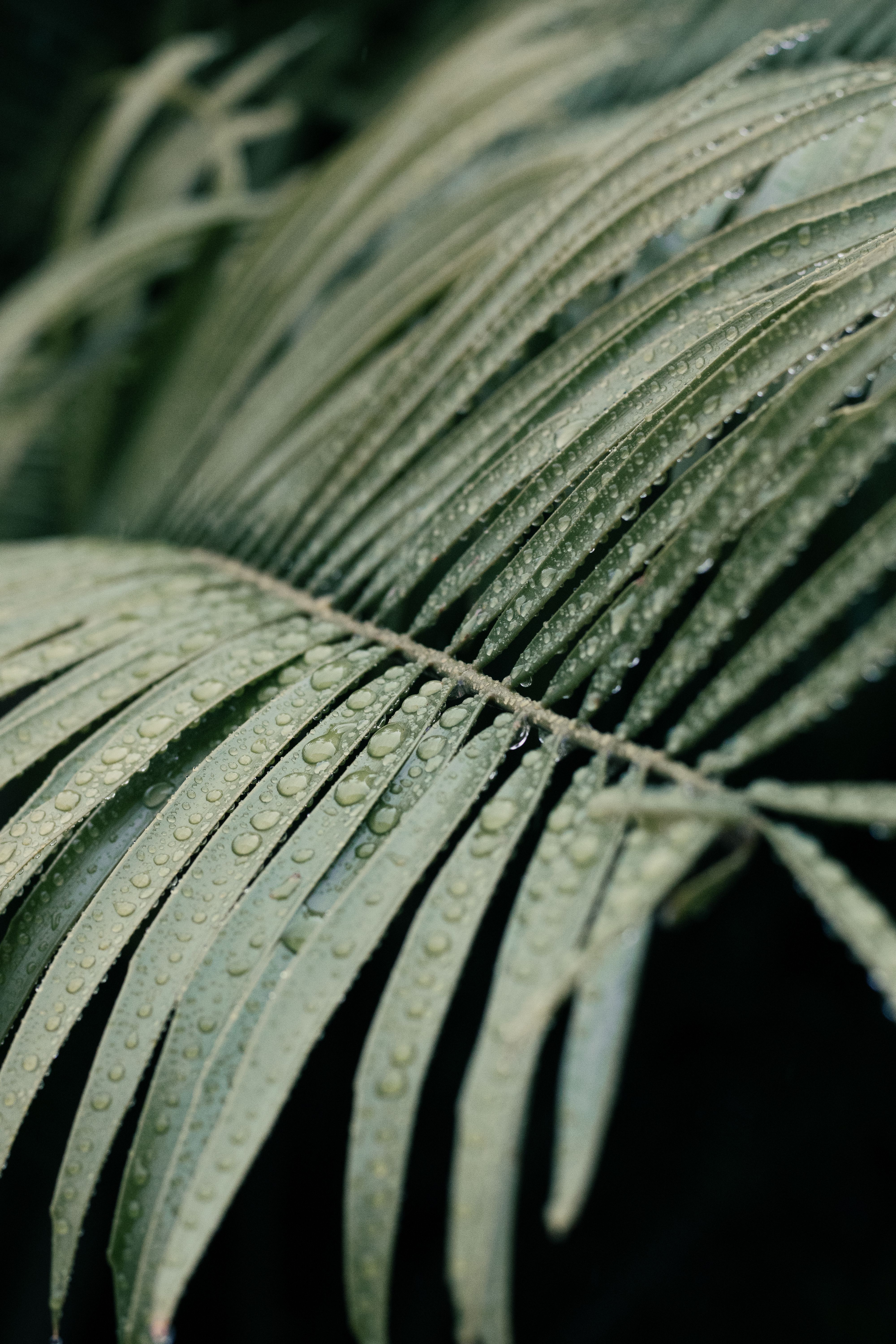A detailed view of fresh palm leaves with dewdrops, showcasing nature's tranquility and beauty.