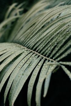 A detailed view of fresh palm leaves with dewdrops, showcasing nature's tranquility and beauty.