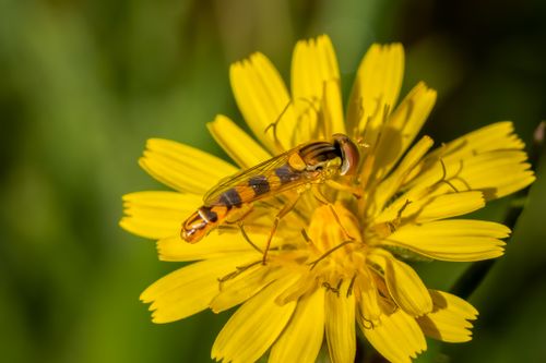 Free Close-up macro shot of a hoverfly on a bright yellow dandelion in summer. Stock Photo