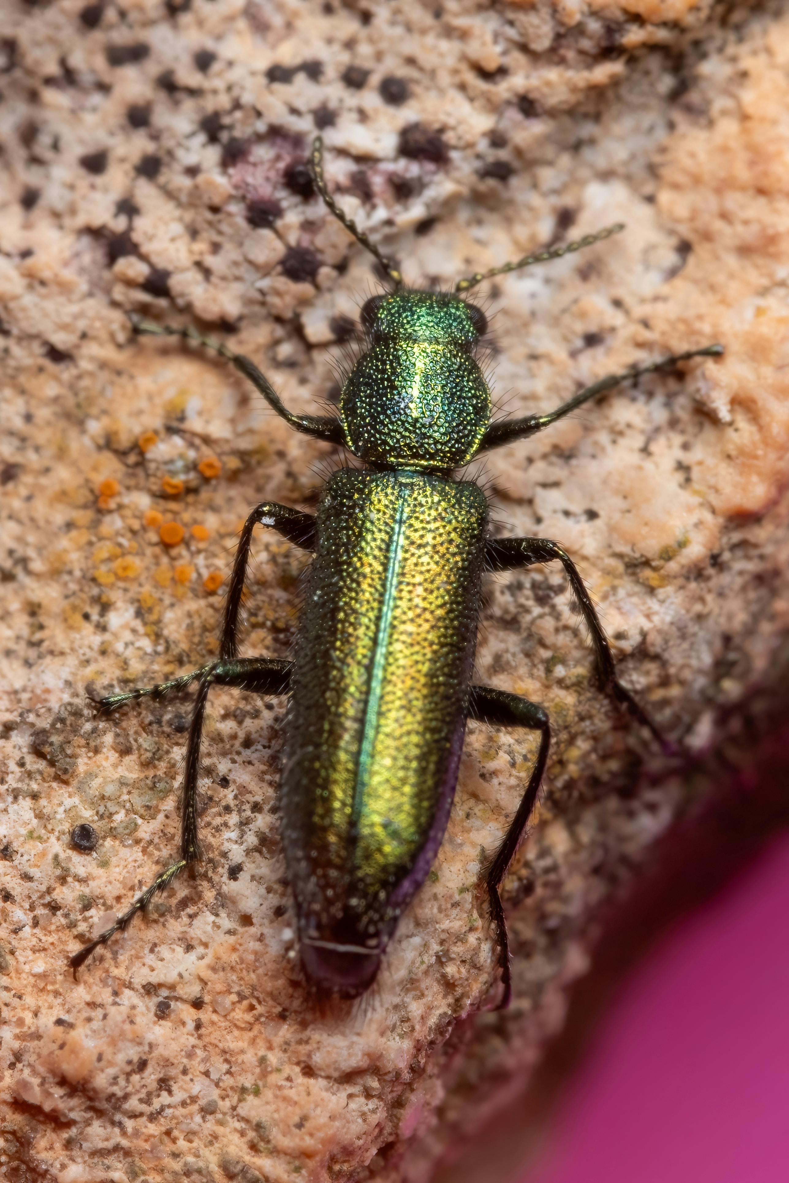 Macro photograph of an iridescent green beetle on a rock, showcasing detailed texture and vibrant colors.