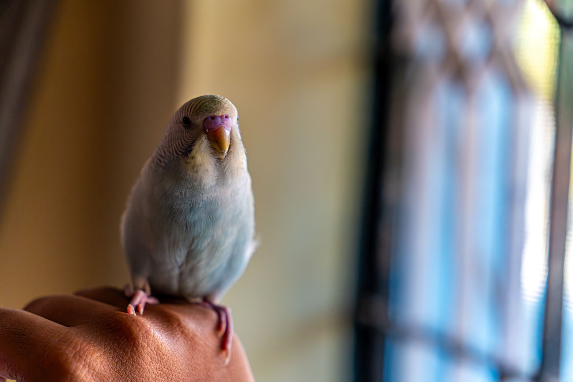 shy budgie on a wooden perch close up