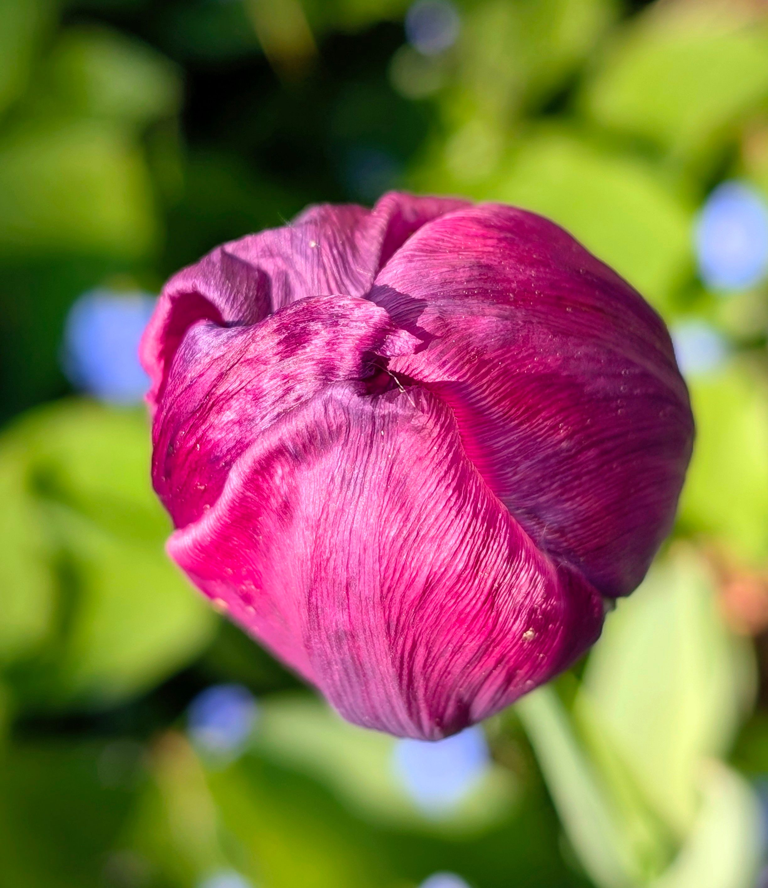 Fotomural Capullo de tulipán de color púrpura intenso, capturado en un luminoso entorno al aire libre con exuberante vegetación.