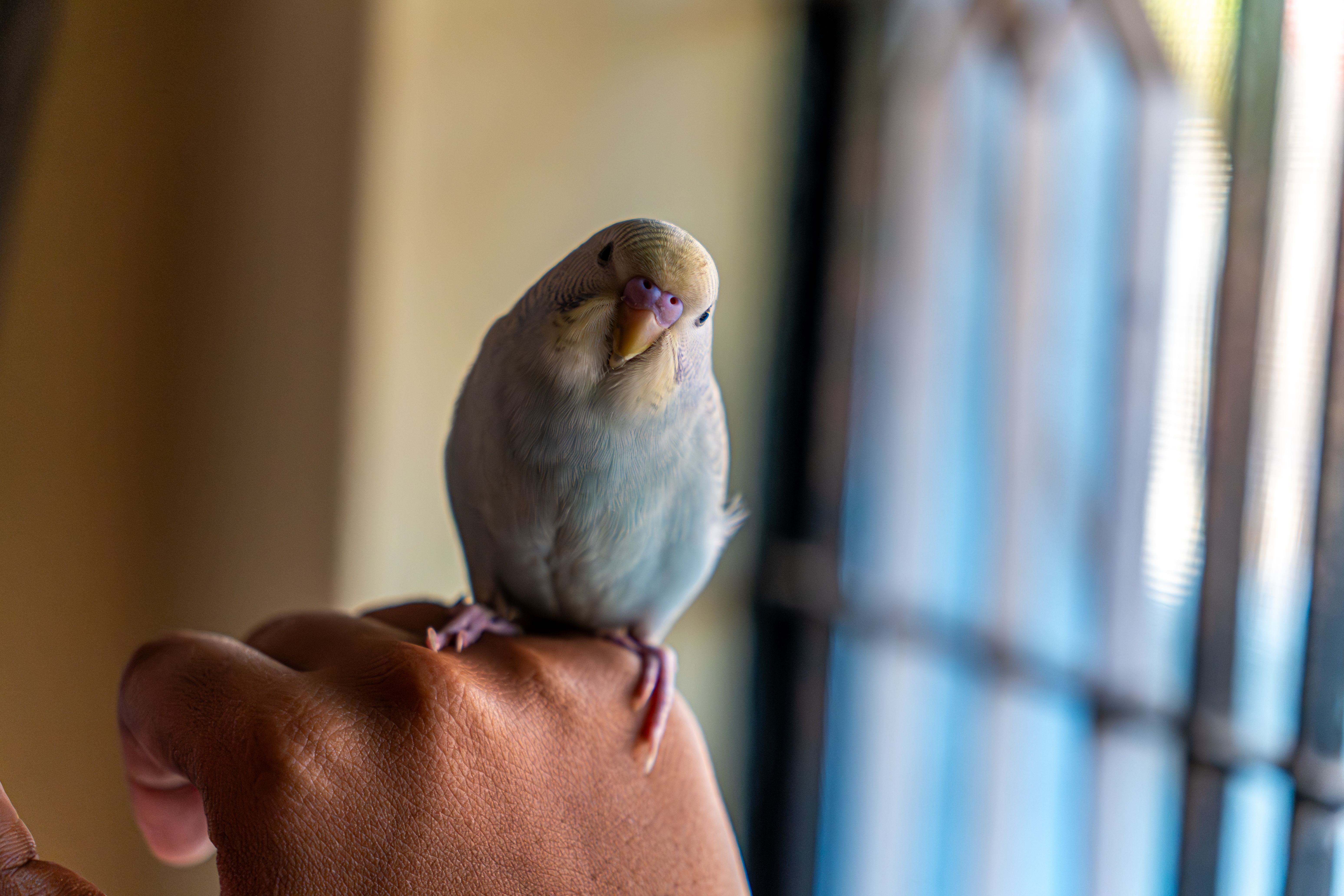 Hand holding a small colorful budgie parakeet, showing the gentle interaction and beginner-friendly nature of parakeets.