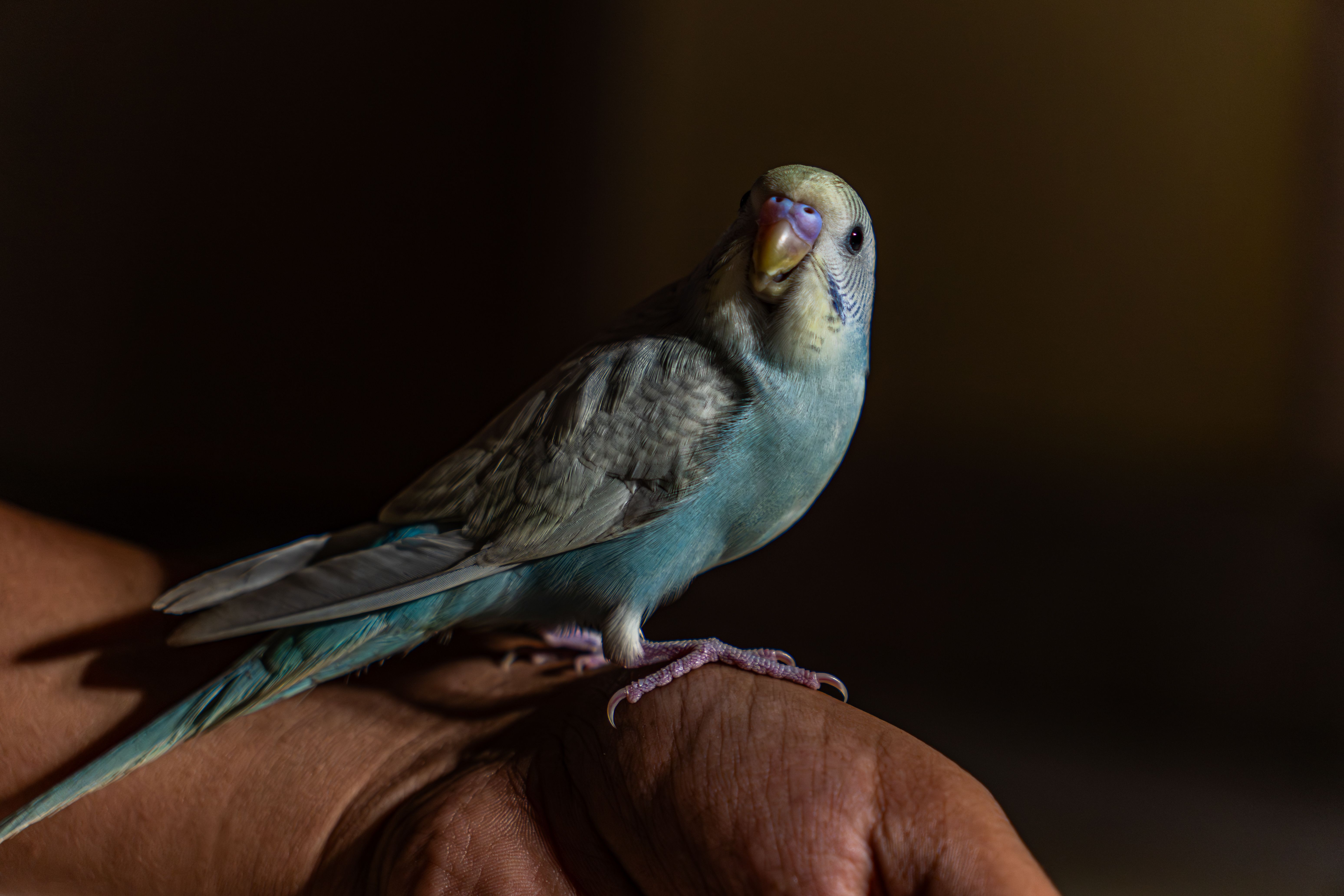 how to care for pet parakeets Taming and Building Trust