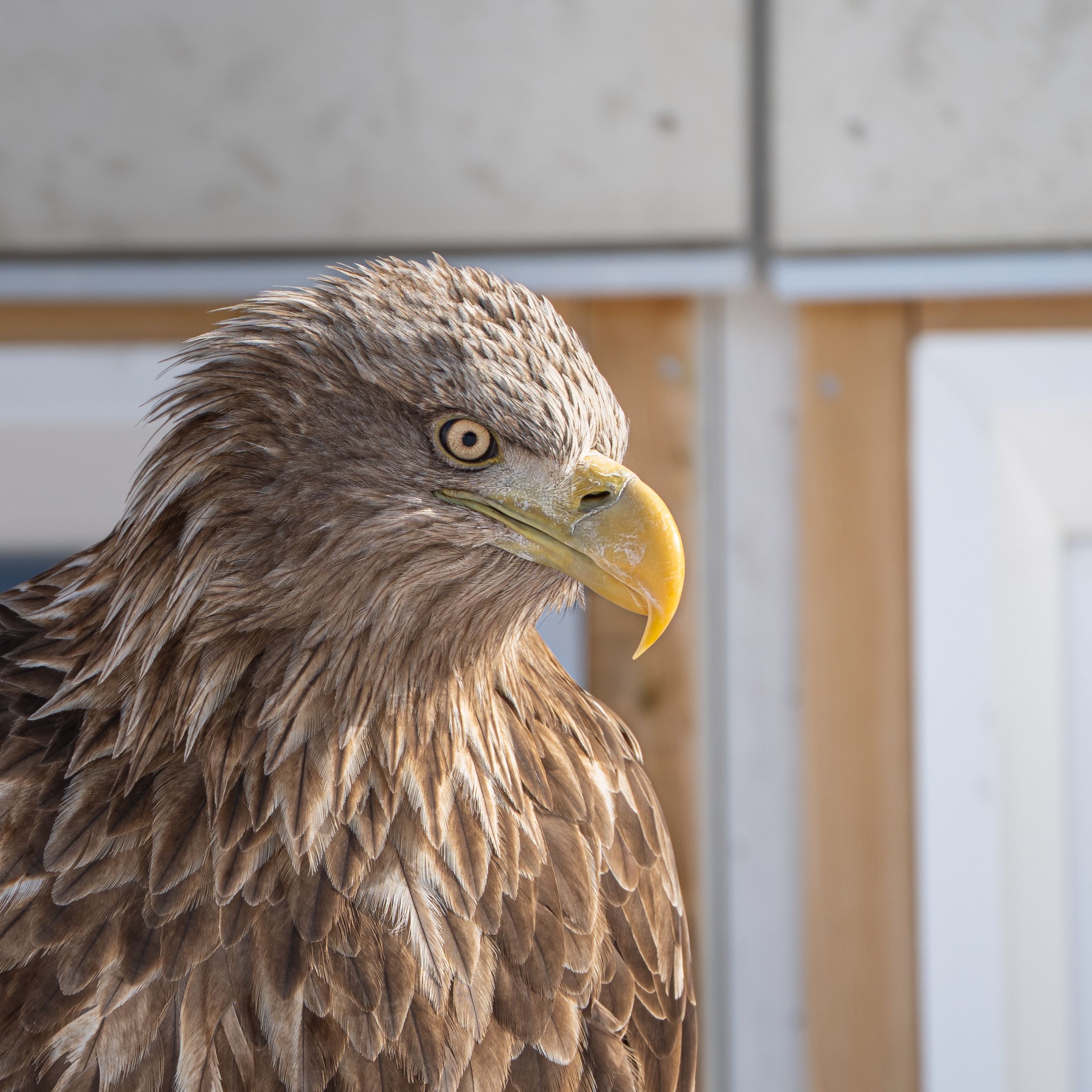Stunning profile of a white-tailed eagle captured in Nuuk, Greenland. The intricate feather details are mesmerizing.