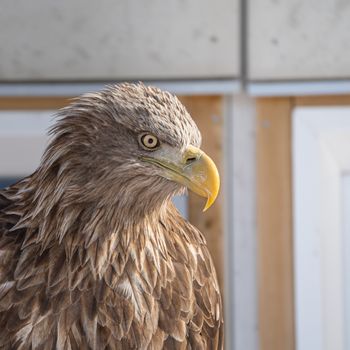 Stunning profile of a white-tailed eagle captured in Nuuk, Greenland. The intricate feather details are mesmerizing.