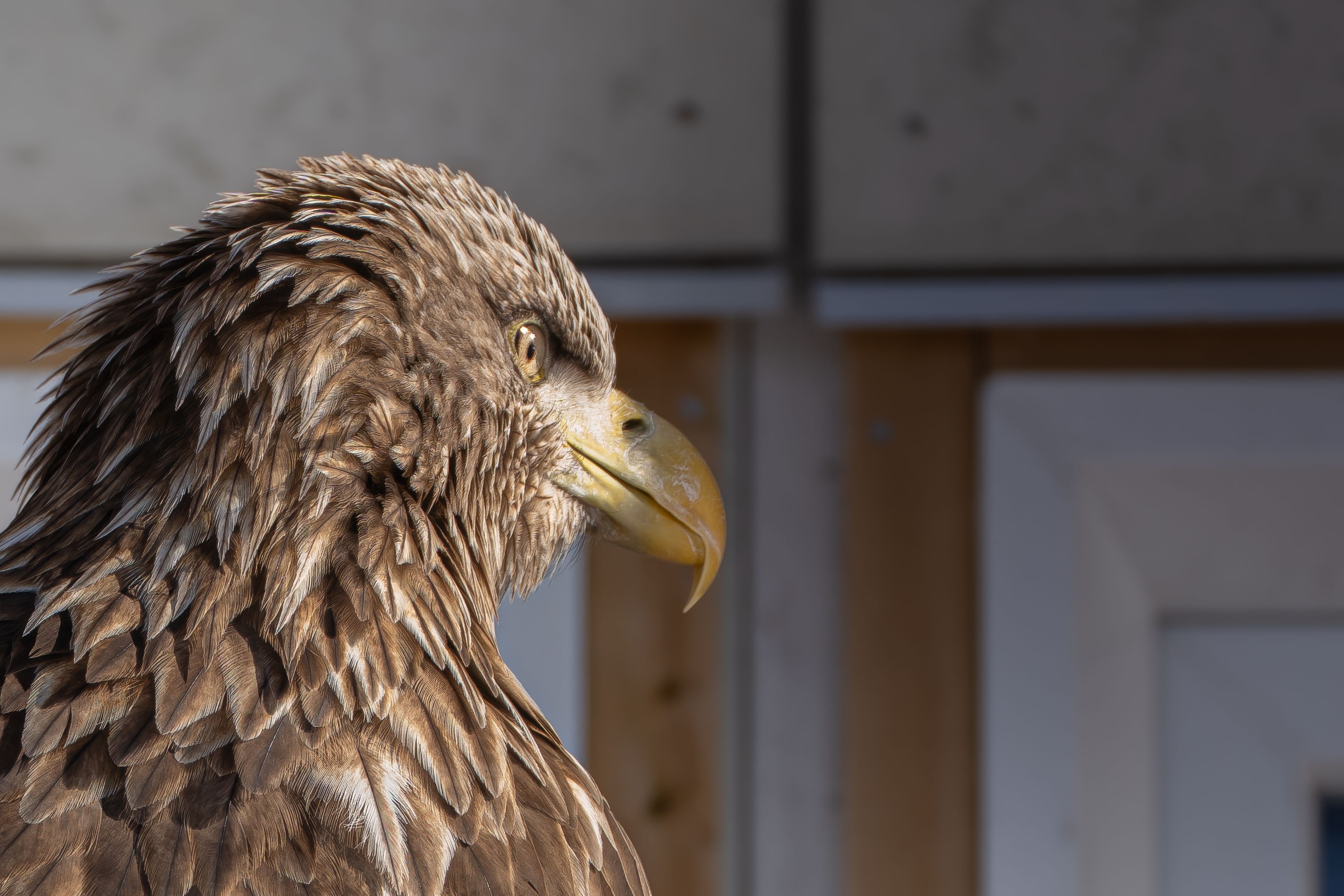 Close-up of a majestic white-tailed eagle in Nuuk, Greenland, showcasing its detailed feathers and fierce gaze.