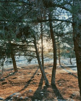 Sunset casting warm light through pine trees in a tranquil forest.